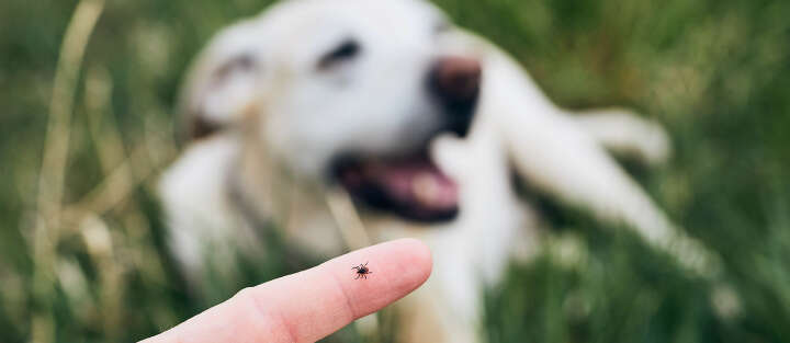 Banner Hund Zecke 1700x740